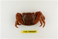 藏品(白紋方蟹)的圖片